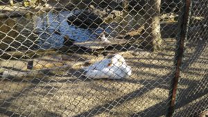 さくら公園 こども動物園 白鳥